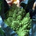 宝塔花菜紧花2~3斤米黄