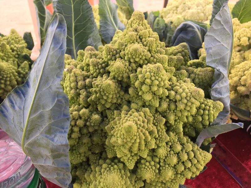 宝塔花菜紧花2~3斤米黄