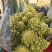 宝塔花菜紧花2~3斤米黄