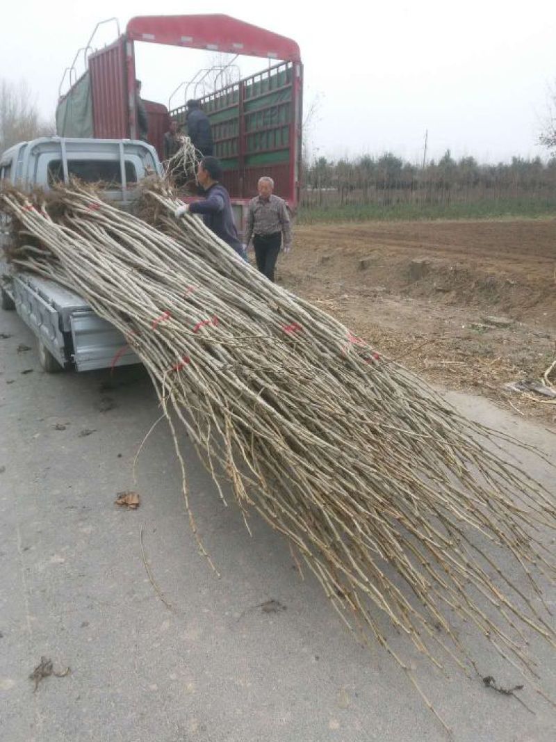 杨树1米-5米大量供应
