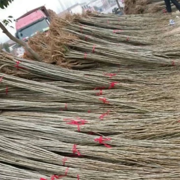 杨树1米-5米大量供应