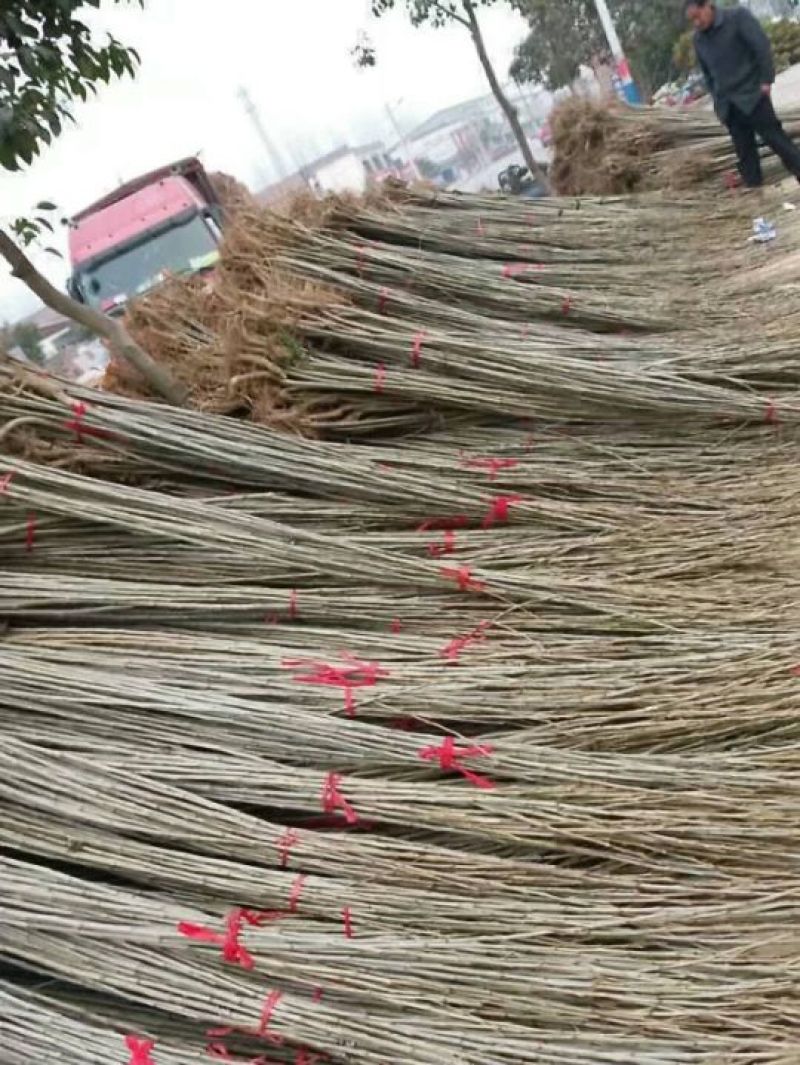 杨树1米-5米大量供应