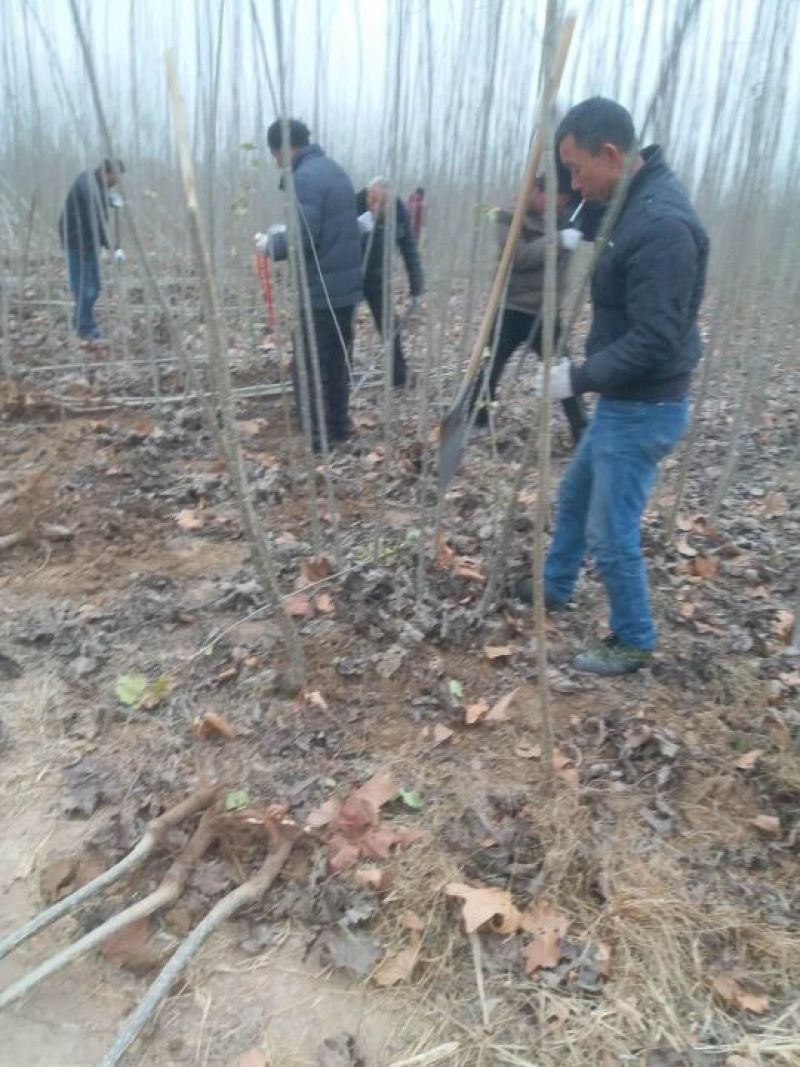 107杨树基地直供
