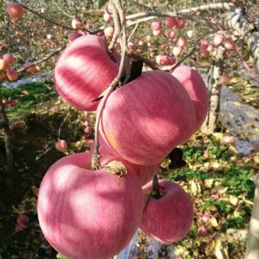 陕西红富士苹果纸袋70-80通货10斤一箱10箱包邮