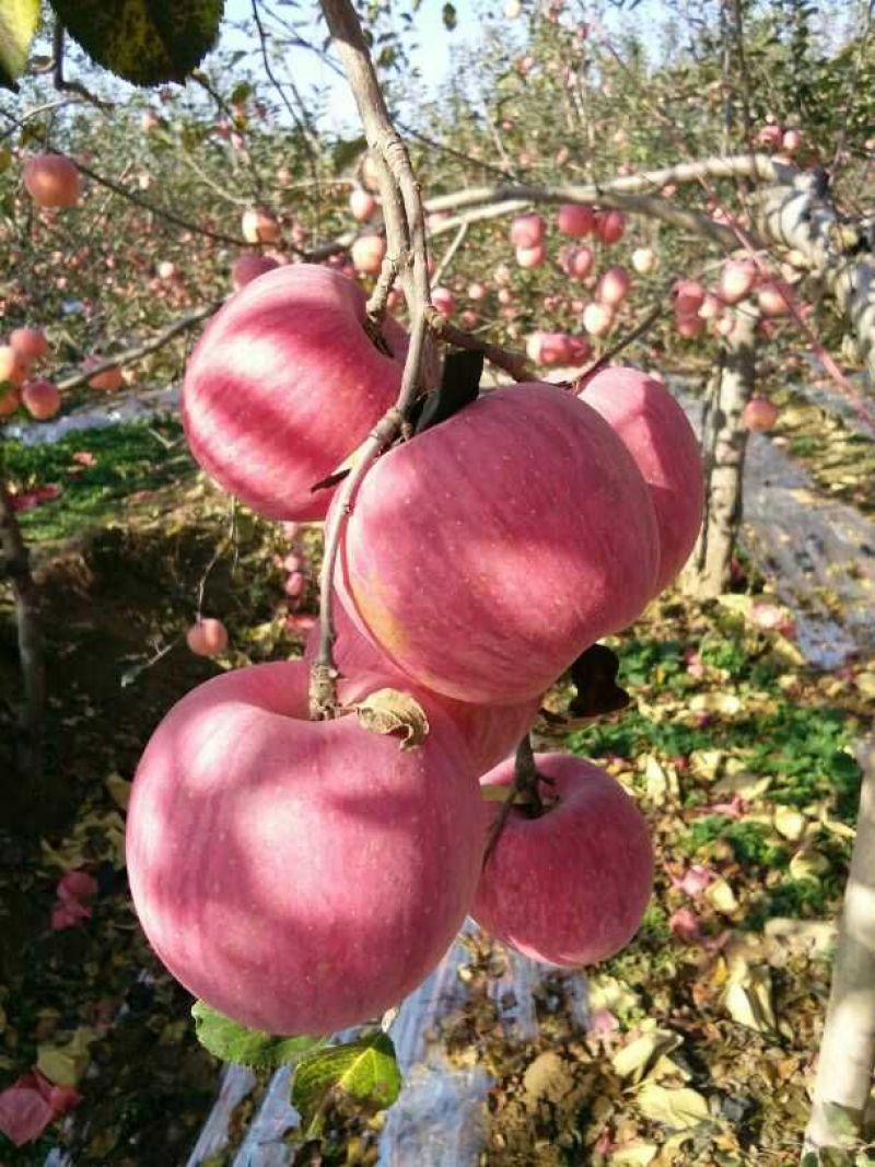 陕西红富士苹果纸袋70-80通货10斤一箱10箱包邮