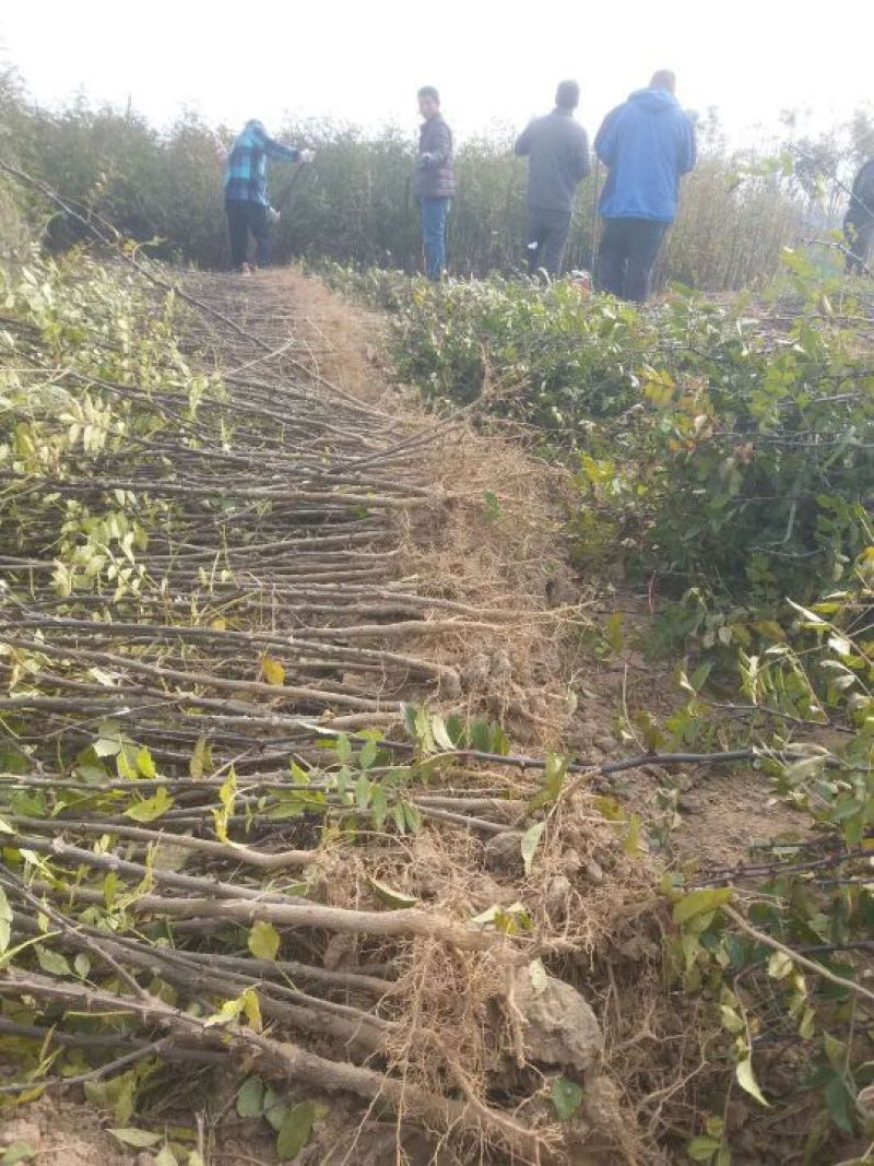 狮子头花椒苗1~2年