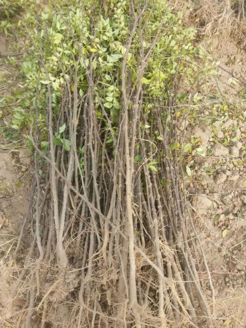 狮子头花椒苗1~2年