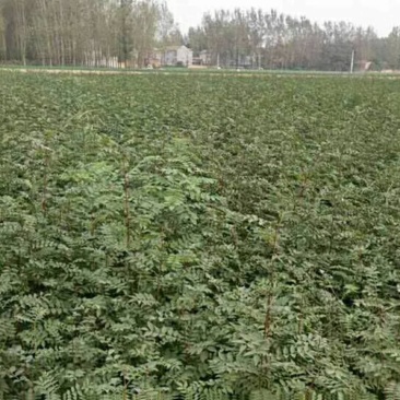 狮子头花椒苗1~2年