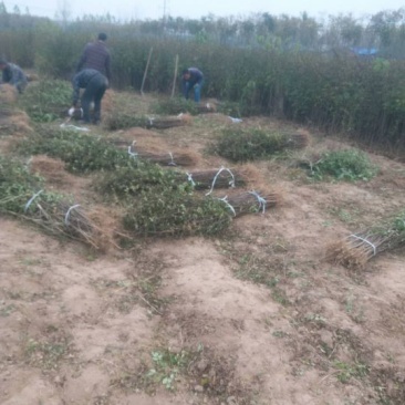 大红袍花椒苗品种认证