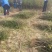 南强2号花椒苗基地直营