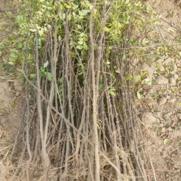 南强2号花椒苗基地直营