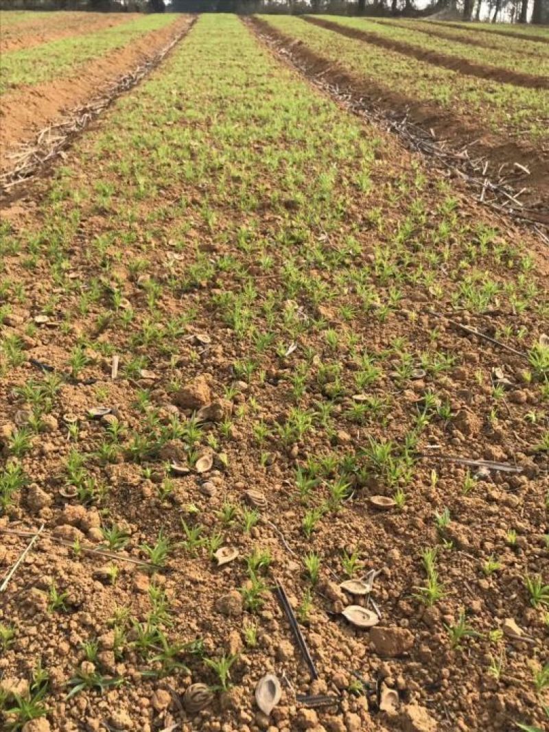 桃树苗桃苗芽苗8公分高左右
