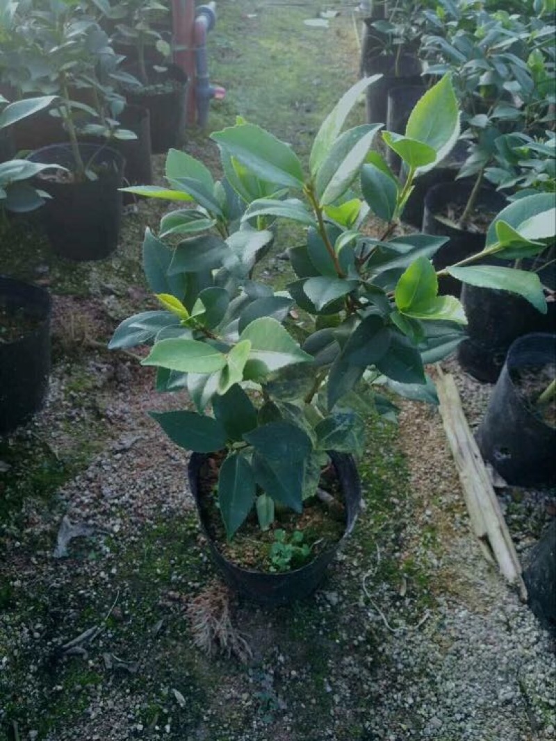 鸭屎香茶苗香茶