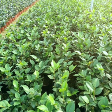 鸭屎香茶苗香茶