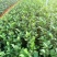 鸭屎香茶苗香茶