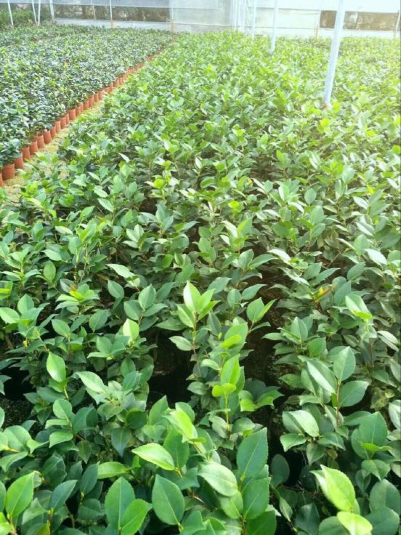 鸭屎香茶苗香茶