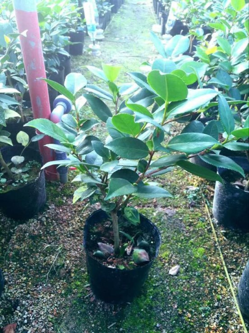 鸭屎香茶苗香茶