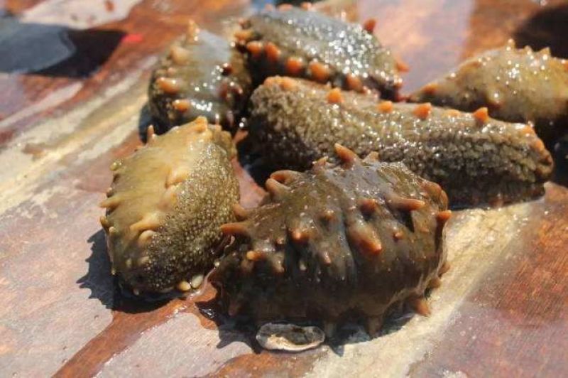 海参食用鲜活