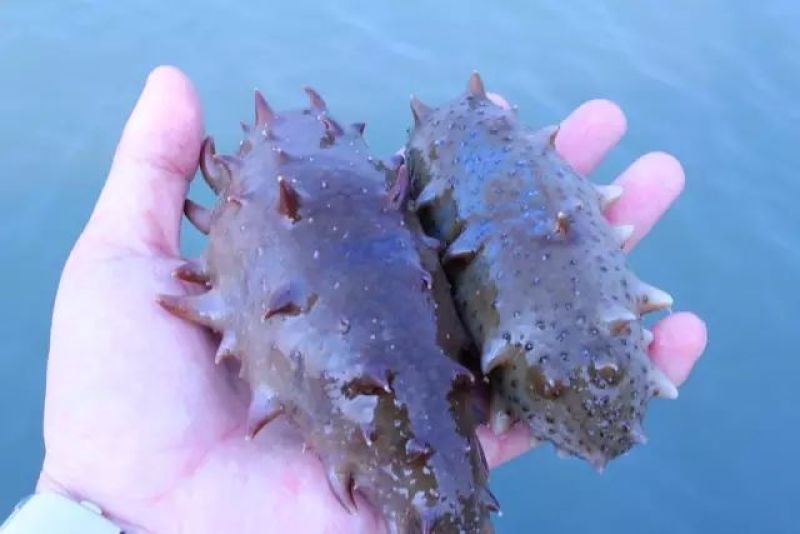海参食用鲜活
