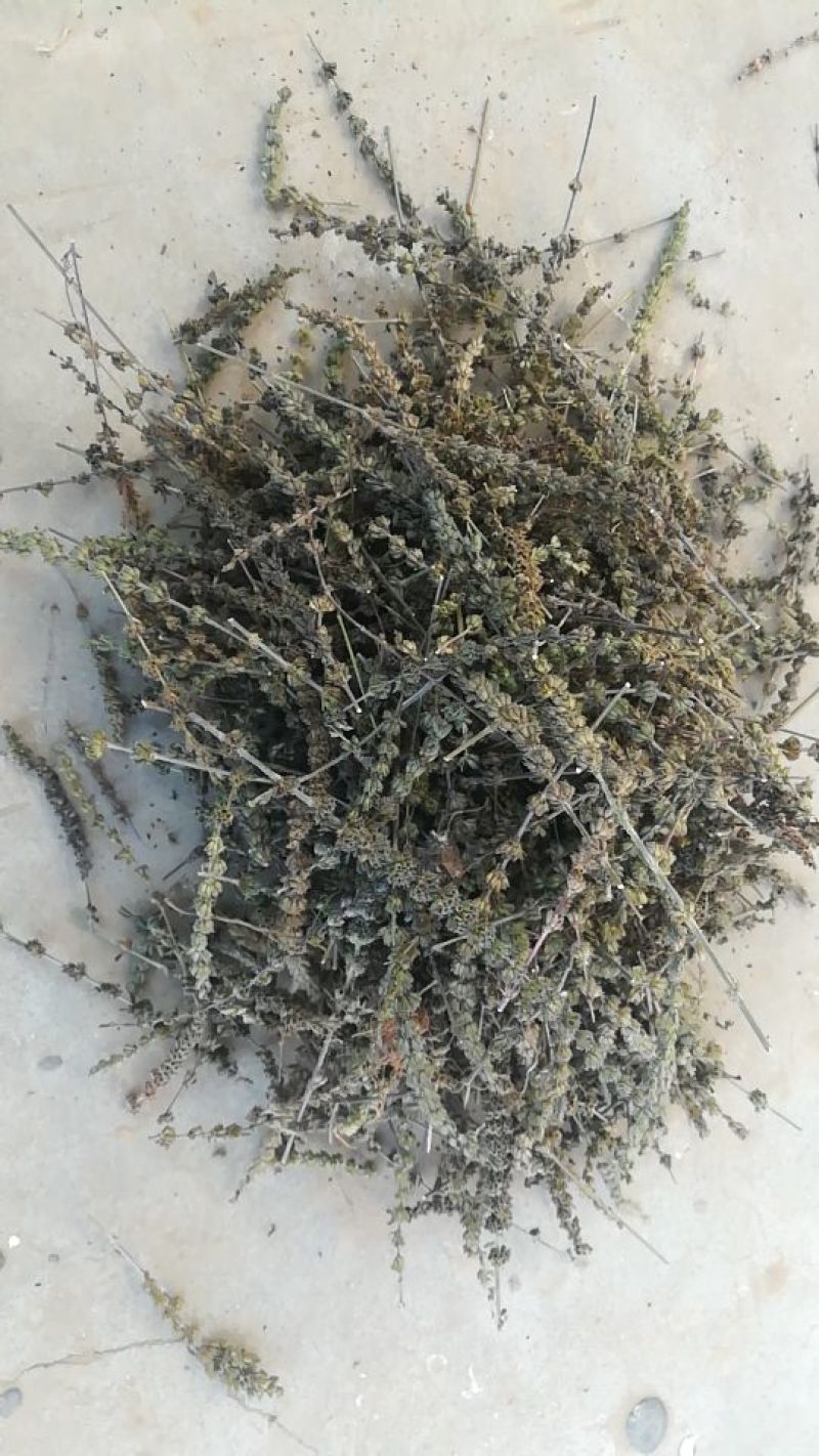 荆芥全草