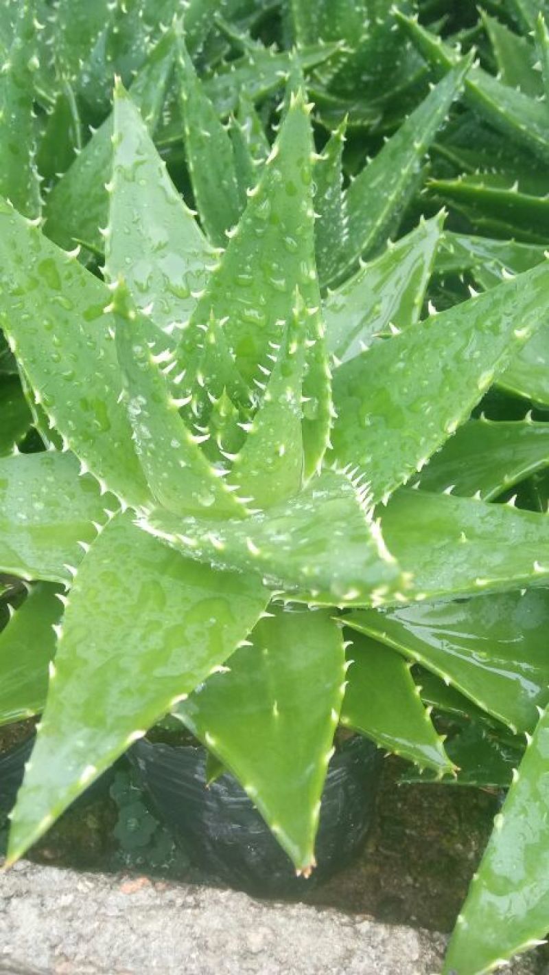 芦荟掌形20cm以上