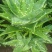 芦荟掌形20cm以上