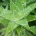 芦荟掌形20cm以上
