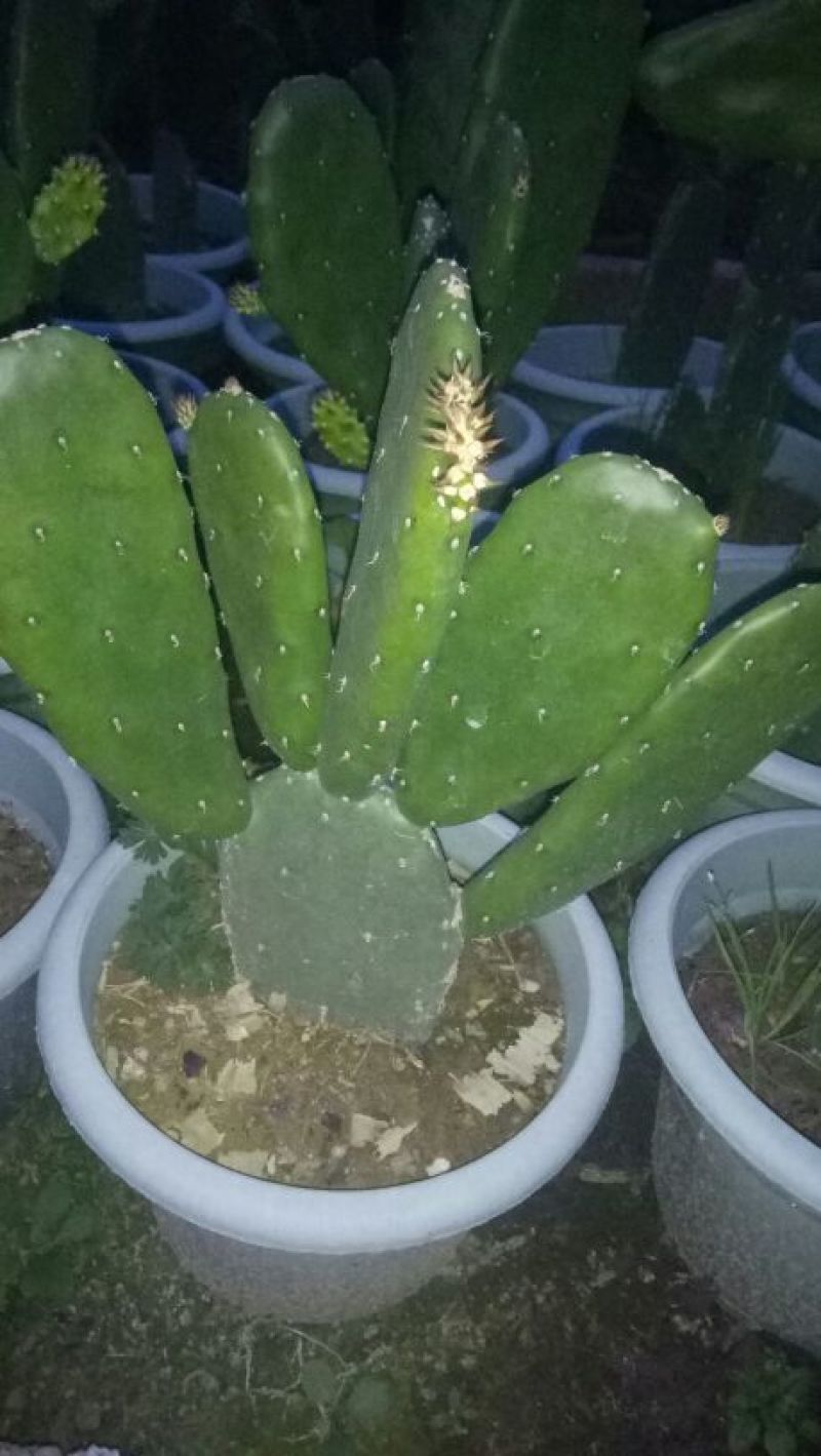 仙人柱