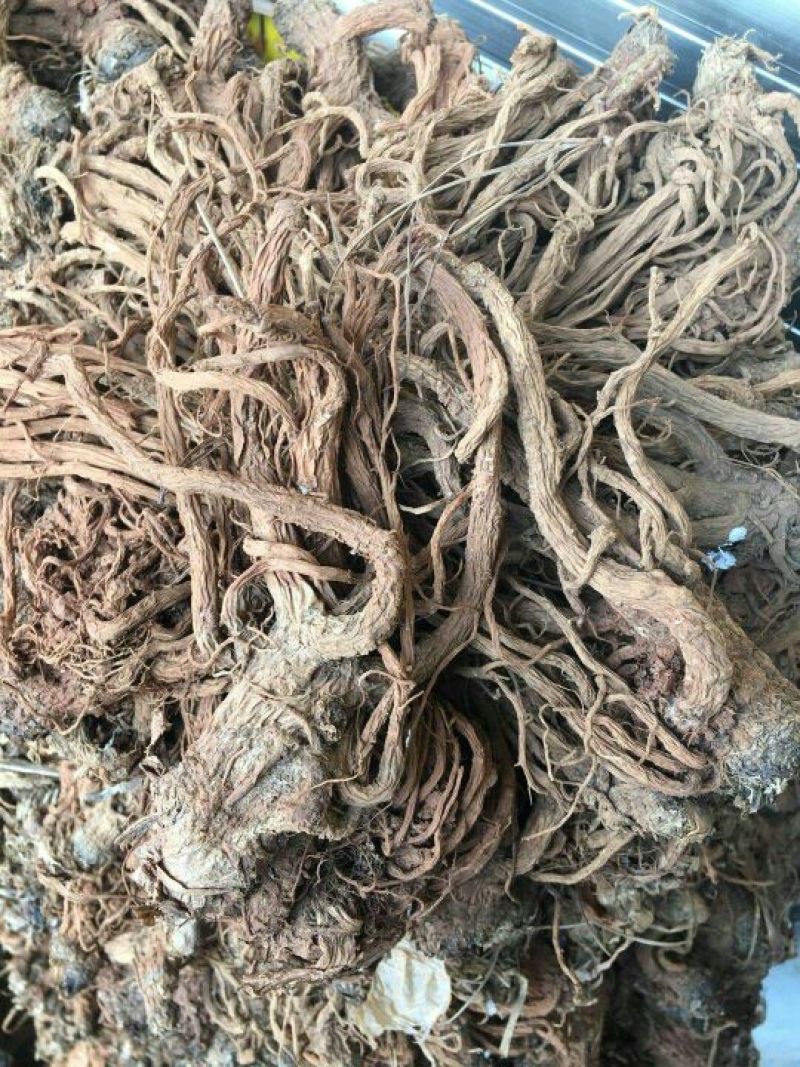当归大