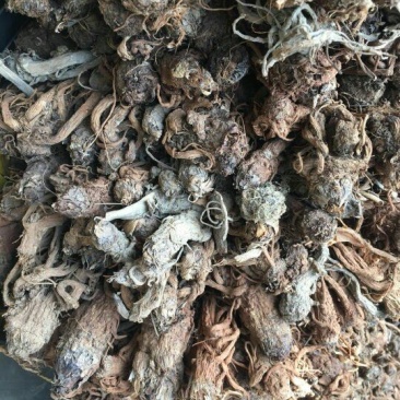当归大