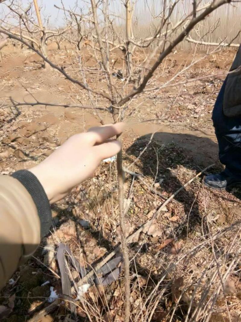 钙果苗