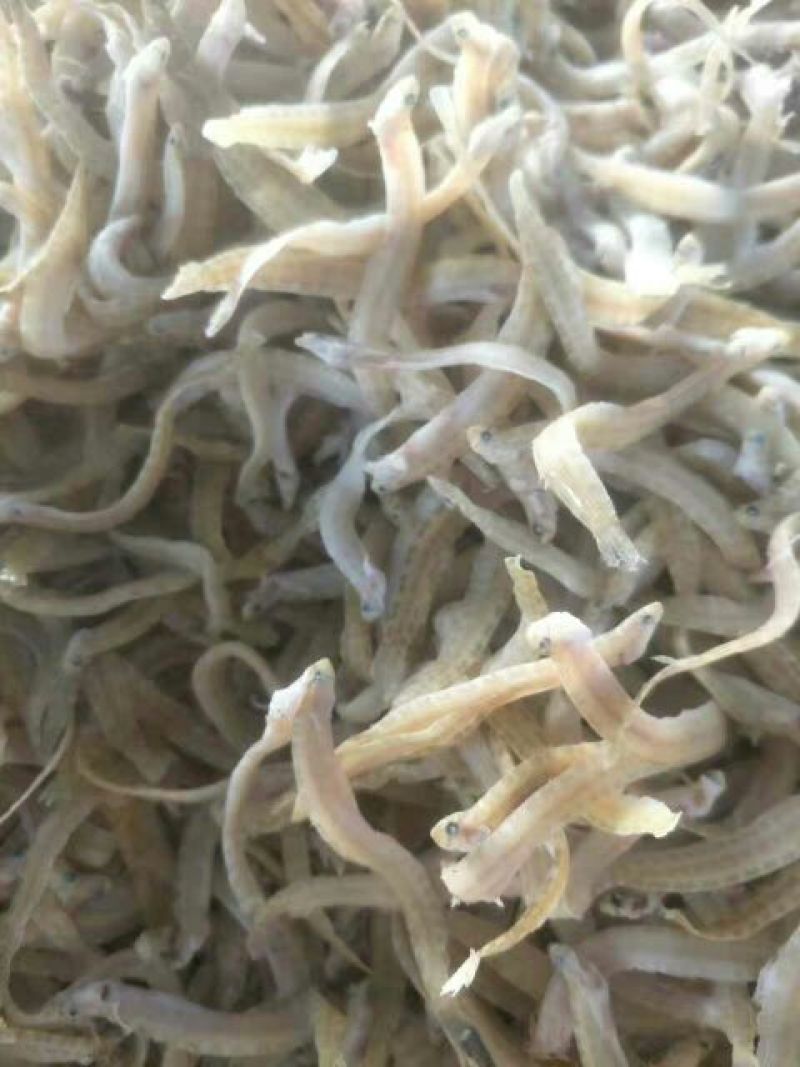 凤尾鱼