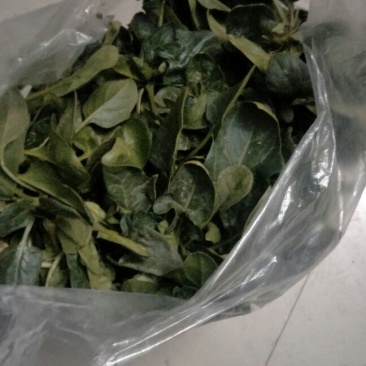 加工厂供应大叶菠菜40-50厘米