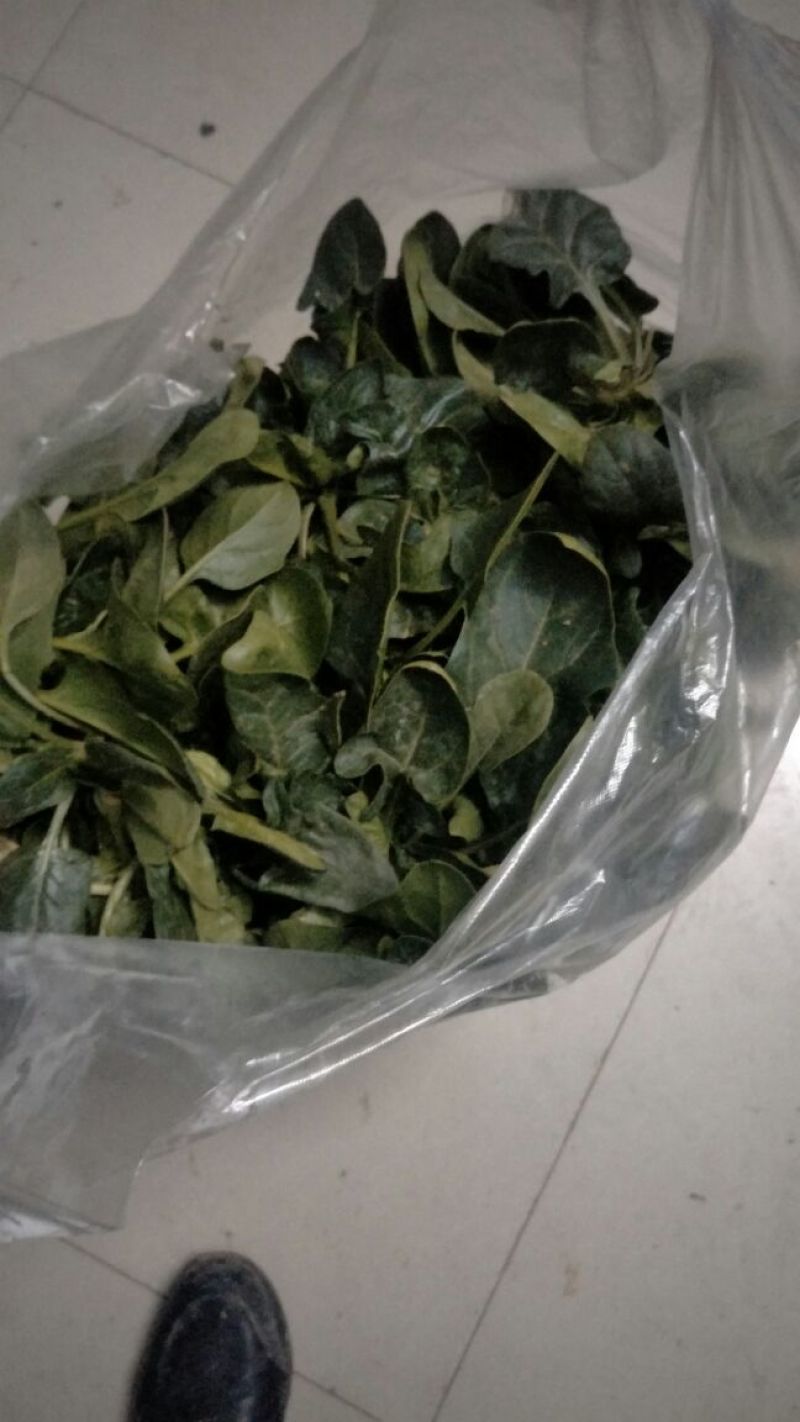 加工厂供应大叶菠菜40-50厘米