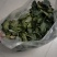 加工厂供应大叶菠菜40-50厘米