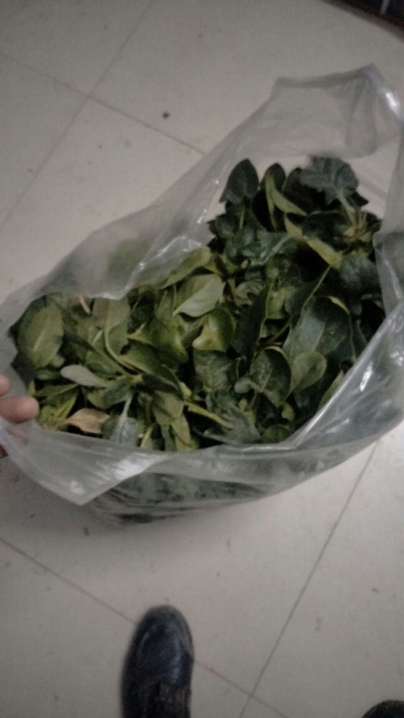 加工厂供应大叶菠菜40-50厘米