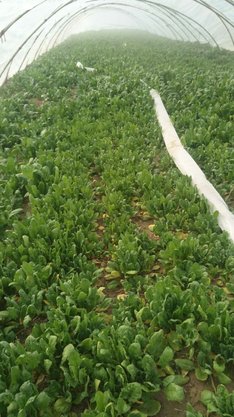 加工厂供应大叶菠菜40-50厘米