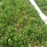 加工厂供应大叶菠菜40-50厘米