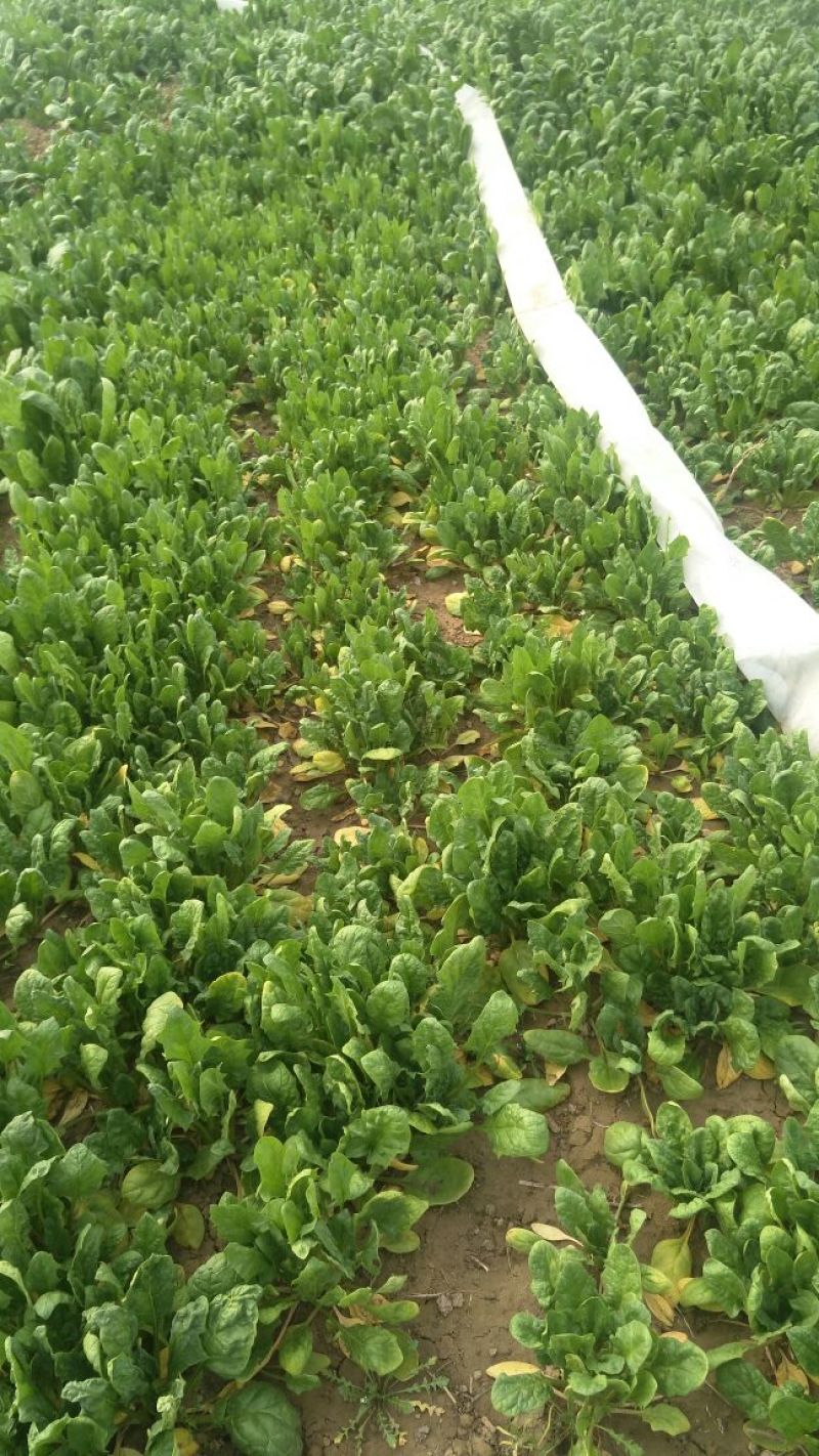 加工厂供应大叶菠菜40-50厘米