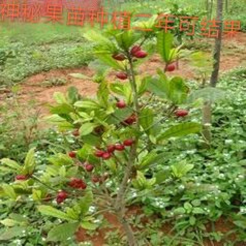 神秘果树苗四季开花当年结果变味水果苗南北方庭院阳台盆栽果