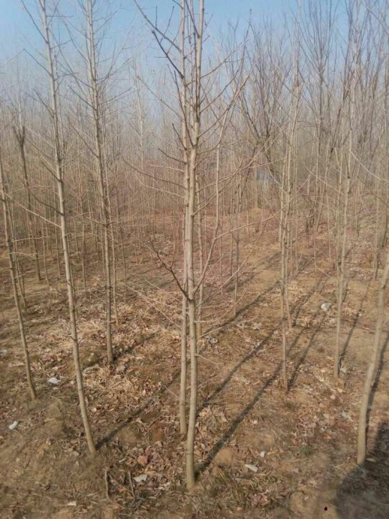 银杏实生树4~6cm1.5~2米2~3米
