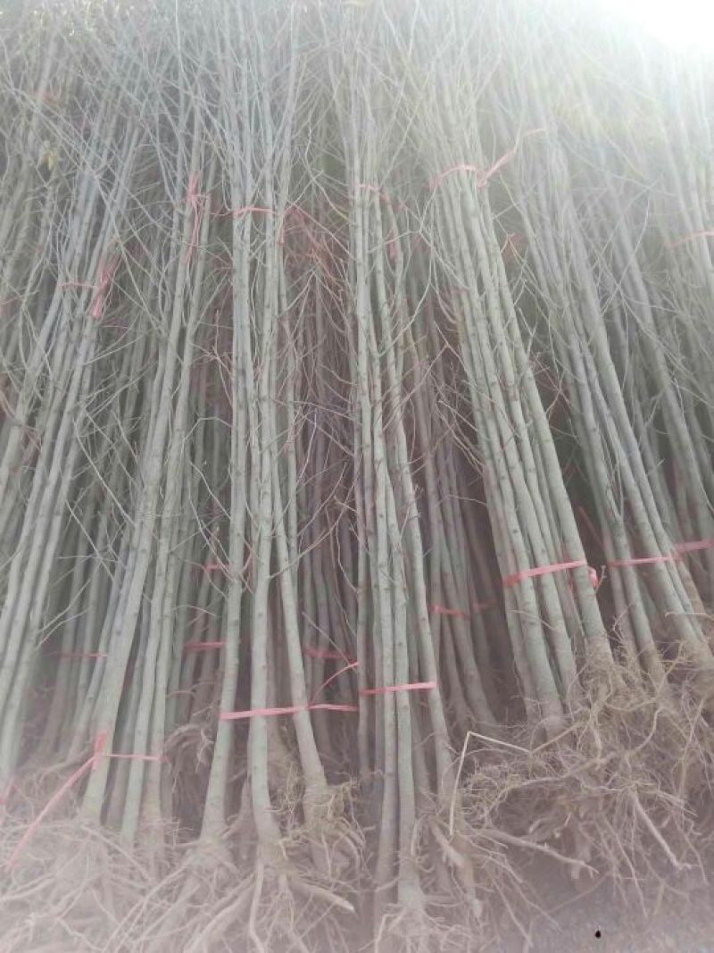 银杏实生树4~6cm1.5~2米2~3米