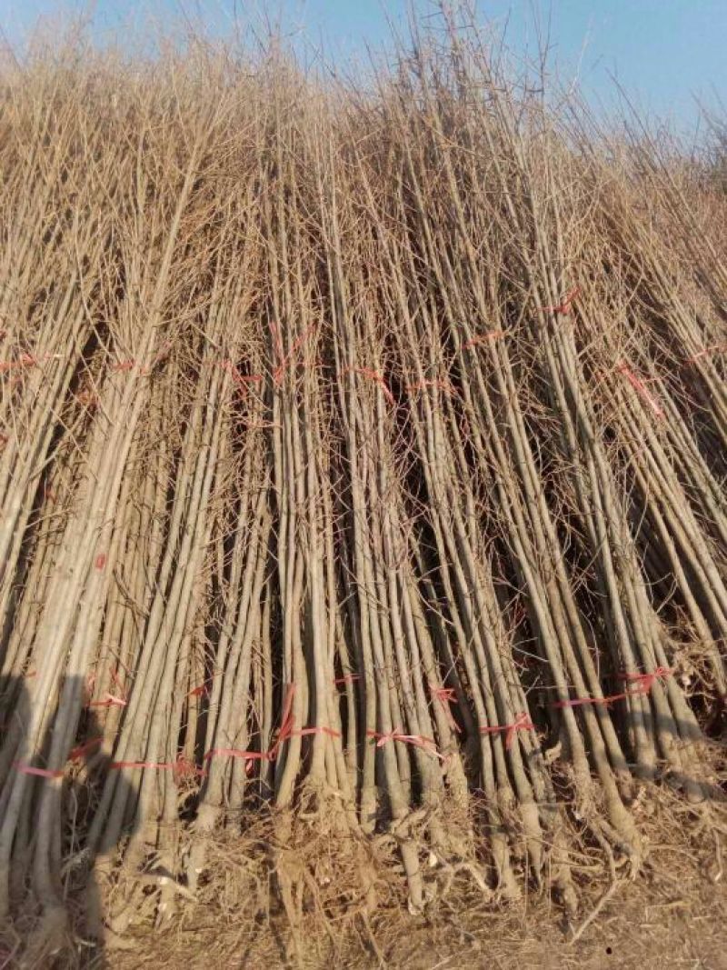银杏实生树4~6cm1.5~2米2~3米