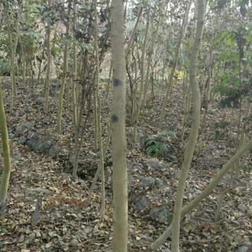 黄花梨树10公分树成都