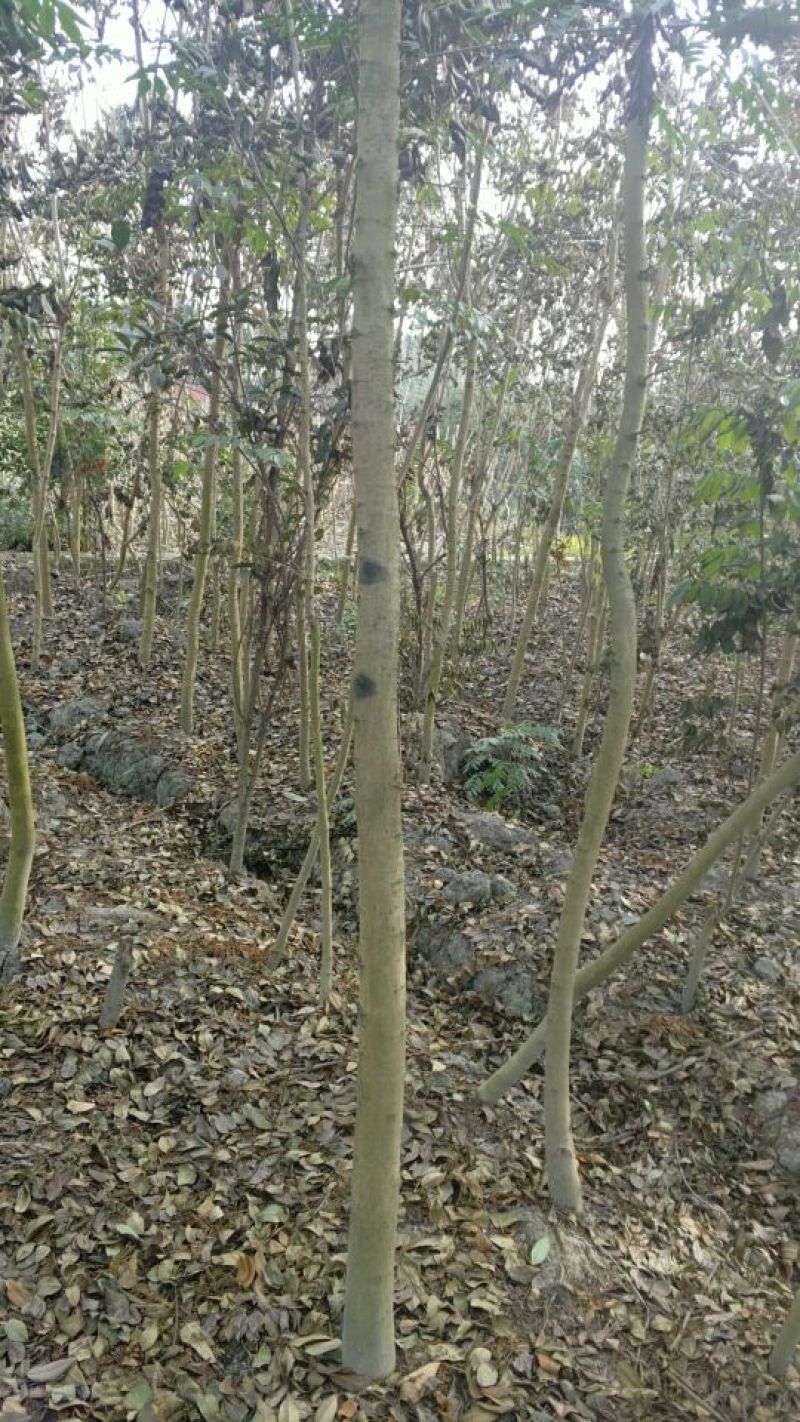 黄花梨树10公分树成都
