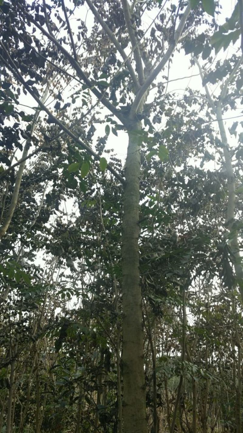黄花梨树10公分树成都