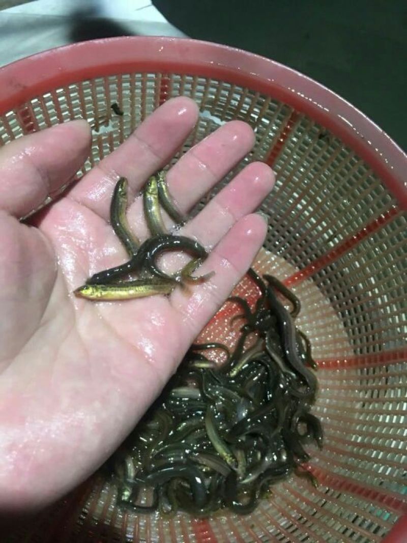 泥鳅苗台湾泥鳅苗高产量