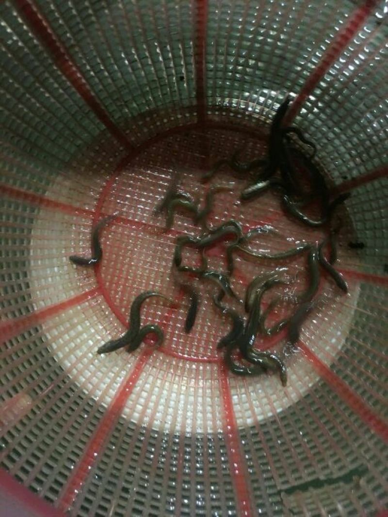 泥鳅苗台湾泥鳅苗高产量