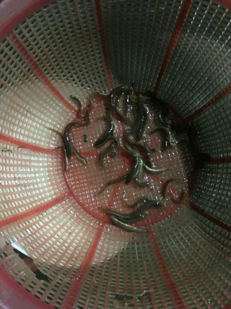 泥鳅苗台湾泥鳅苗高产量