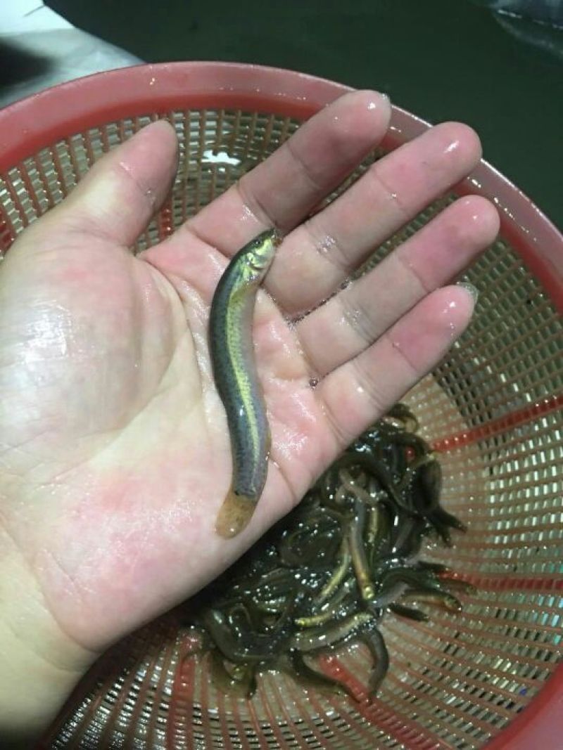 泥鳅苗台湾泥鳅苗高产量
